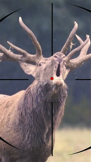 Stag Shooting | sparare al cervo | Hirschjagd
