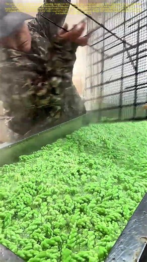 Twisting Wonders: How a Machine Crafts Perfect Twisted Treats