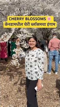 #Cherry Blossoms 🌸 season in Canada #Spring season #Flower season #Tulip Festivals #Weather Canada