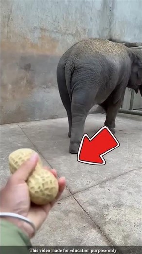 Don't mess with elephants over food |#shortsvideo