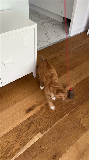 Pip Vs Mouse