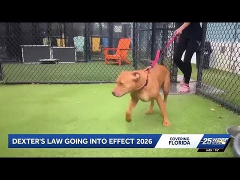 Florida animal cruelty law expands penalties, launches offender database Jan. 1