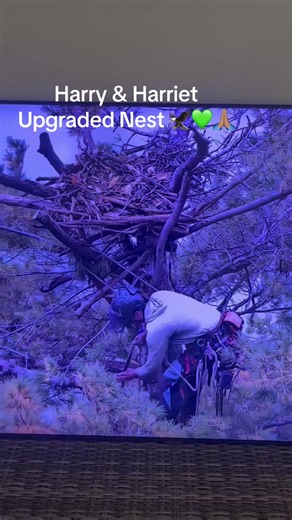 Great Lakes eagle nest upgrade 10/13/26 - Harry & Harriet nest update