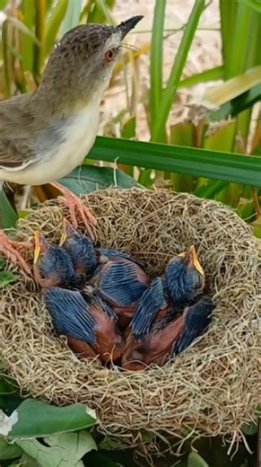 Both bar winged prinia birds eat the feces of their very large offspring 3