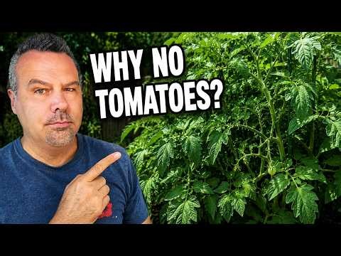 The Biggest Mistake Tomato Gardeners Make in Summer