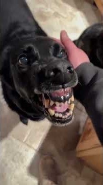 Doggy Compilation #dogs #funny #shorts