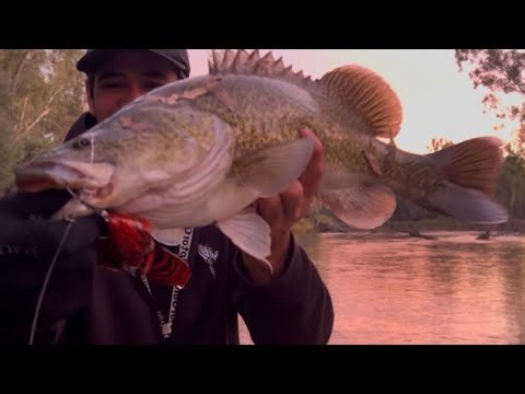 Murray Cod on Topwater | THE MURRAY RIVER