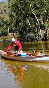 The Moment This Koala Was Saved From Floodwaters #animalrescue #shorts