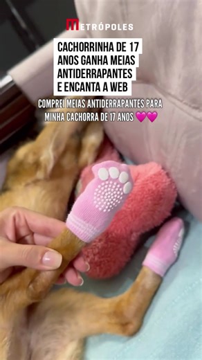 Cachorrinha de 17 Anos Comove Internet com Meias Novas
