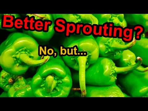 Does Hydrogen Peroxide Help Pepper Seeds Germinate? Cubanelle Experiment