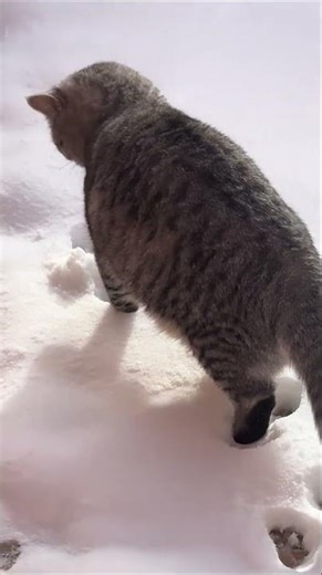 Curious Cat Tastes Snow for the First Time || ViralHog