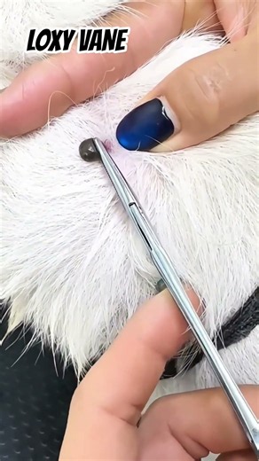 Dog Tick Removal 🐶🐾 | Watch This Satisfying Tick Cleanup from Start to Finish! #Shorts