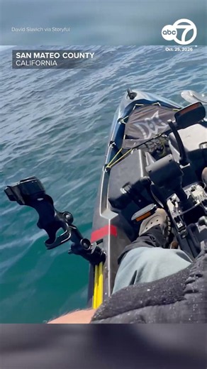 Great white shark swims by fisherman's kayak