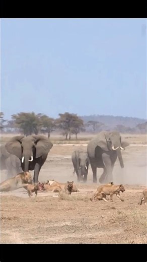 Elephants Attack On Lions#lionsfight