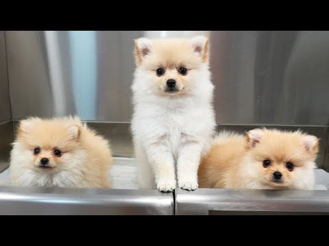Three Pomeranian Puppies, One Groomer, Zero Self-Control