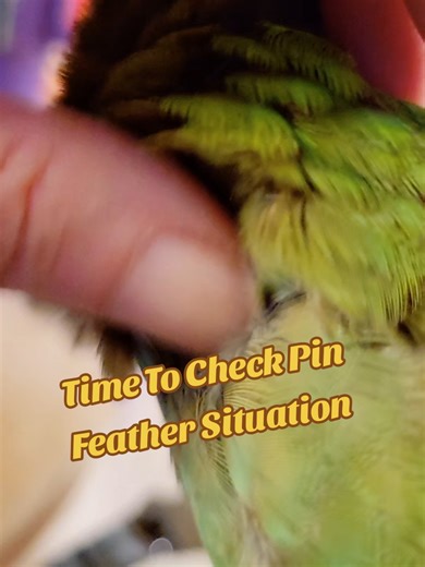 Checking Bird Pin Feathers