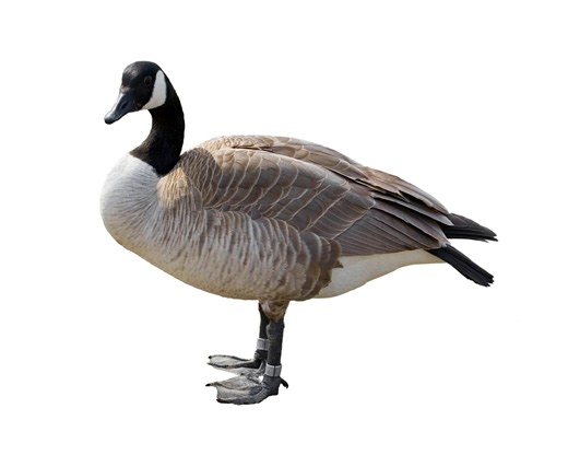 Thursday news quiz: Election news, puppy views, and a very chaotic goose - AOL