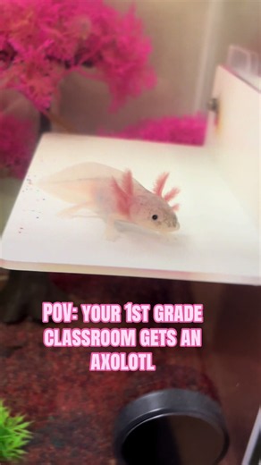 First Grade Classroom Axolotl Adventure