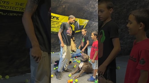 This pitbull is trained to recognize weapons