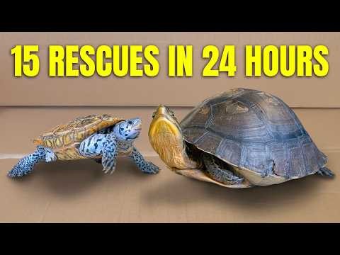 15 Turtle Emergencies in 24 Hours! This Was Chaos