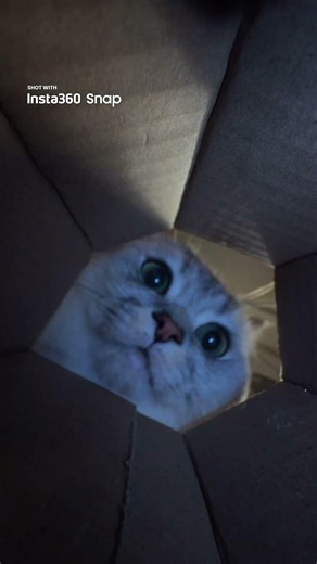 POV: You just got gobbled up by the kitten.🙀| Insta360 Snap Selfie Screen