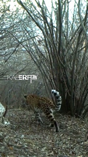 North China Leopard Returns to Hebei Reserve