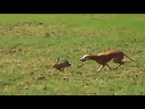 Hare hunting with greyhound 2026| rabbit hunting in Punjab| speed hunting dogs