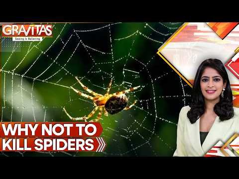 Spiders Useful to Humans as They Eat Disease-carrying Insects Like Mosquitoes: Report | GRAVITAS