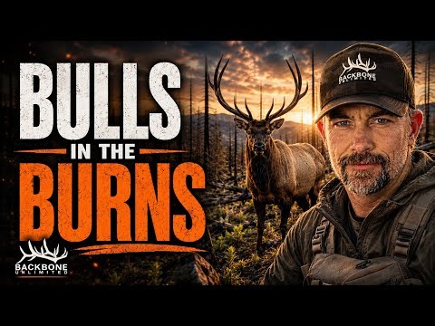 Elk Hunting Burn Areas - Post Fire Habitat That Concentrates Bulls