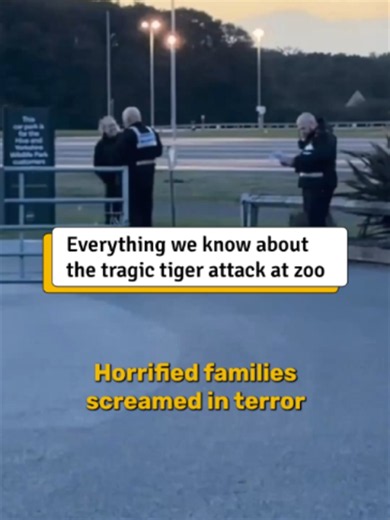 Such a horrifying incident at Yorkshire Wildlife Park 😢 The park has issued a new statement after a man died in a tiger enclosure. The man was killed by the animal after 'scaling the fence' to get into the enclosure on Saturday (Oct 10) Disturbing footage circulating on social media shows the man in the enclosure before he was killed. The park said: