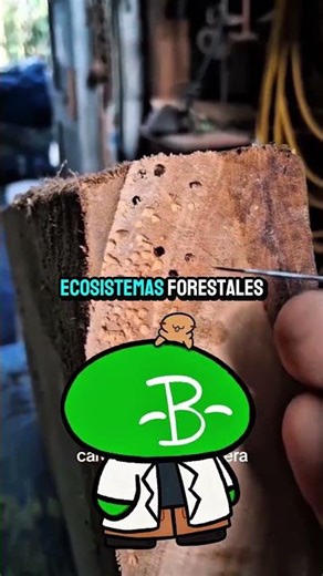 El Escarabajo De La Madera | Biología Desde Cero
