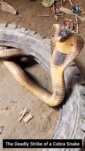 The Deadly Strike of a Cobra Snake #snake #wildliferescue #cobra #wildlifeentertainment #wildlife