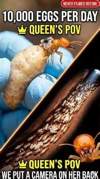 She Lays 10,000 Eggs Per Day 😱 We Put a Micro Camera on the Queen Termite! #microcamera #macronature