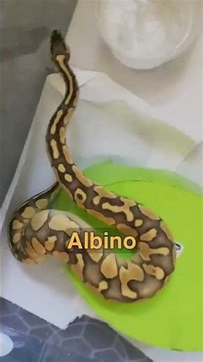 These Rare Animals Can Make You Rich Fast #sience #sciencefacts