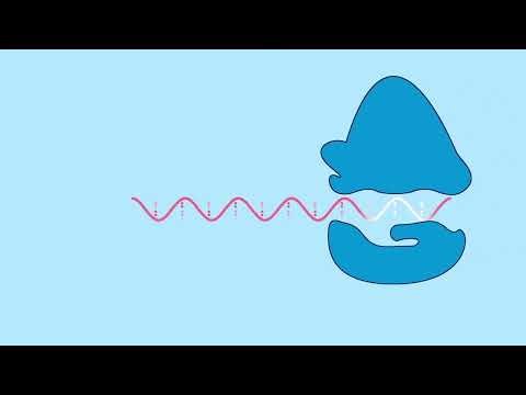 How do the new mRNA vaccines for COVID-19 work? [Extended Audio Description]
