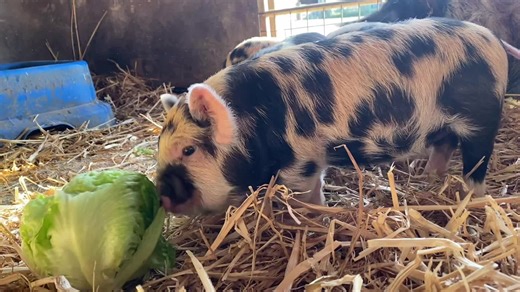 The piglets are leading the way on healthy eating as the New Year approaches! They are looking forward to meeting you during open days … All Ages: Thurs 1st & 2nd January Adult Only: Sat 3 January Booking: www.ticketsource.co.uk/millersark #millersark #opendayonthefarm #piglets #kunekunepiglets #pettingfarm #farmanimals #hampshirefarm