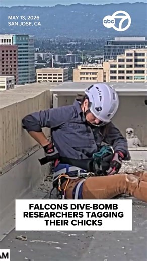 Falcons dive-bomb researchers tagging their chicks