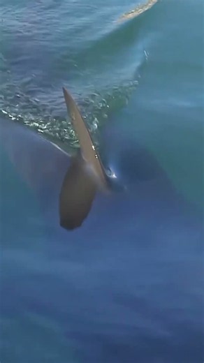 'Bukangi' shark returns to South Korean canal