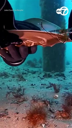 Divers work together to remove fishing hook from ray's mouth