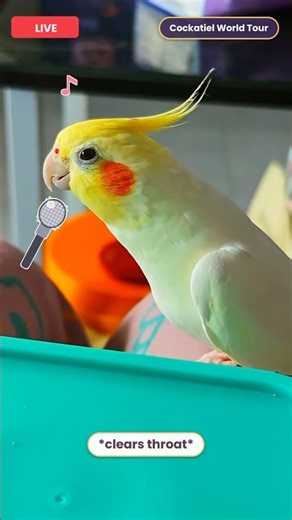 Tiny Bird, Big Stage: Cockatiel Sings His Heart Out 🐥✨#CockatielConcert #CockatielsCraze #FunnyBirds