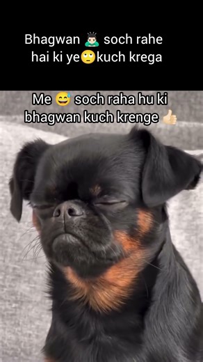 #memes #viralshort #dogmeme#dogmemes#funnydogs #doglover #doghumor#memedog