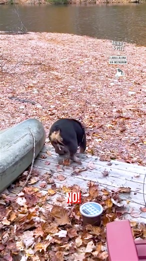 Doggo will never do that again | Memezar