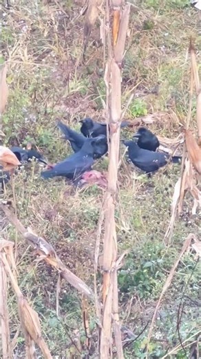 Crow and meat सिनोमा काग shorts LAB TV Nepal