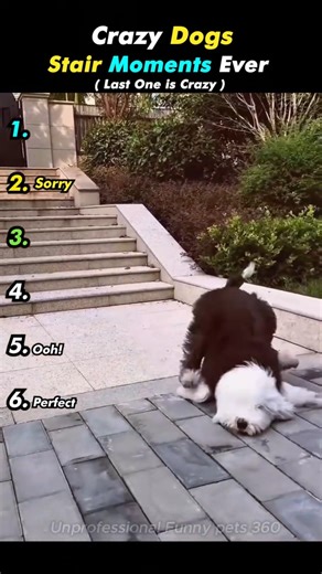 Craziest Dog Stair Moments Ever 😂🐶 #dog #funnydog #dogfails