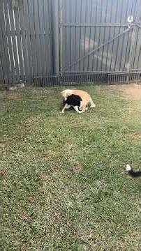 Pure bred Australian Border Collies.