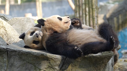 For a panda cub, the most comfortable way to sleep is by resting its head on its mother. (Ran Ran & Long Ye) #panda #HiPanda #CCRCGP #PandaLife For more panda information, please check out: https://en.ipanda.com | iPanda