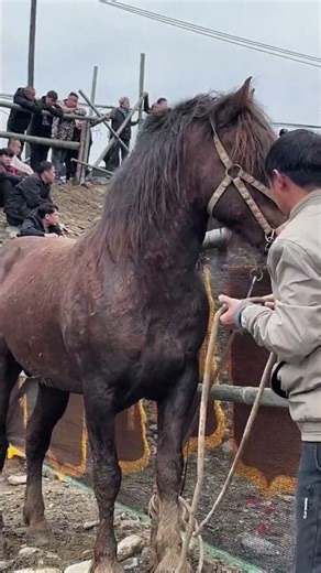 👉Wild Horses: Mare Raising Future Andalusian Stallions (Episode 024) 🔥