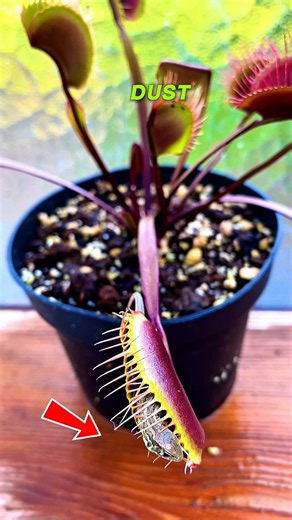 Facts: Venus flytrap flower