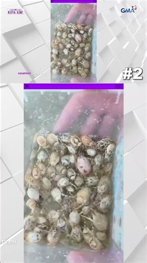 Top 5 ‘Insekto Stories’ | Dami Mong Alam, Kuya Kim!