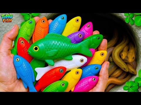 I get beautiful ornamental fish in small pond, goldfish, platy fish, baby turtle, glass fish,eel,koi